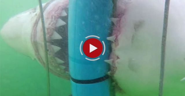 Best Shark Attack Video - Gigantic Great White Shark 