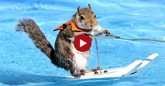 Twiggy The Waterskiing Squirrel