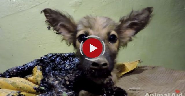 Puppy Rescued Covered In Tar, Watch Her Happy Ending!