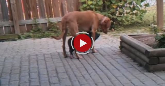 Baby Pig Loves Being Underneath The Dog