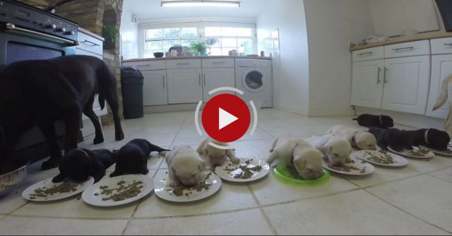 Labrador Puppies Weaning For The First Time