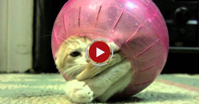 KITTEN In Hamster Ball Stuck In The Middle