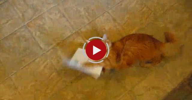 Cat Attacks Singing Card.