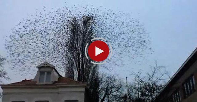 This Tree Isn't What It Appears To Be When The Birds Decide To Fly Away