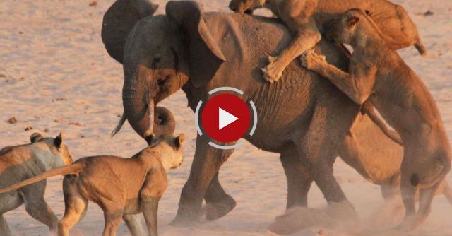 Young Elephant Survives Attack By 14 Lions