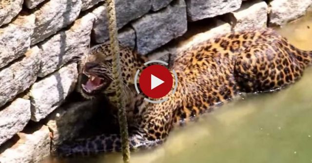 Wild Leopard Rescued From Well