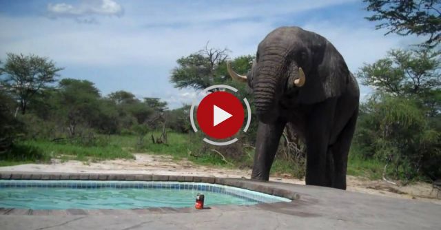 Elephant Crashes The Pool Party
