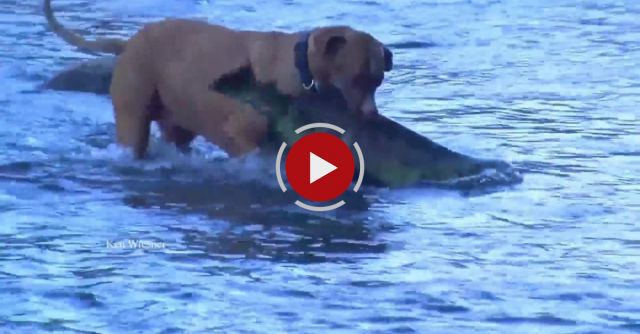Dog's Fishing Catching HUGE Fish
