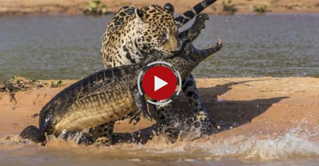 Jaguar Attacks Caiman Crocodile
