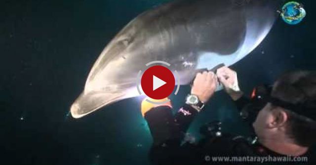 Bottlenose Dolphin Rescue