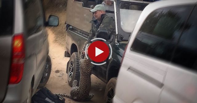 Caught On Camera: Leopard Attacks Safari Guide