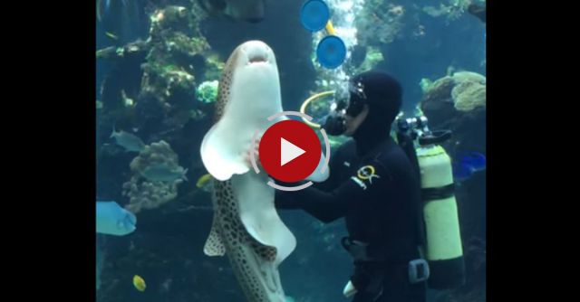 Leopard Shark Loves His Belly Rubs 
