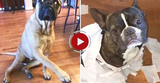 French Bulldog Gets Outed By His Best Friend