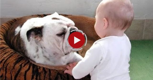 Funny Bulldog And Baby Video Compilation 