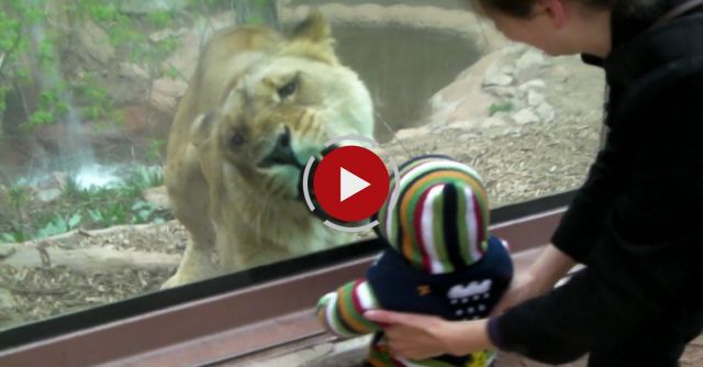 Lioness Tries To Eat Baby At The Zoo.
