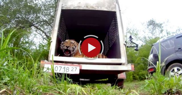 Amur Tiger Released In Russia 
