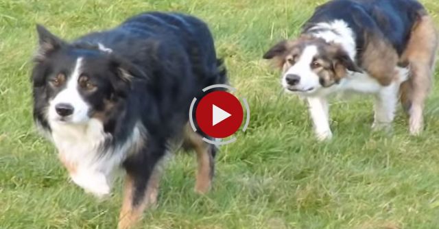 The Collie Walk