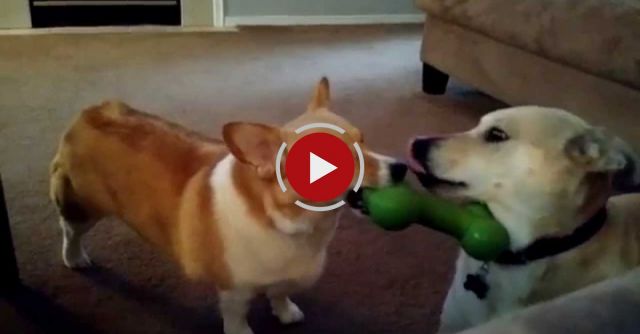 Our Corgi Is A Jerk. Indy, Our Lab Mix Is Pretty Smart!