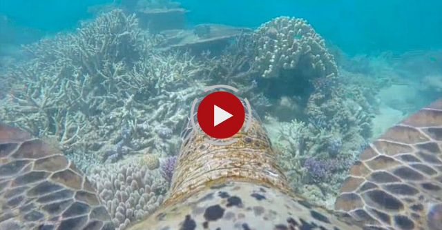 Amazing Turtle's Eye-view  Of The Great Barrier Reef