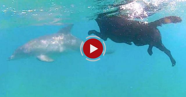 Dog Swims With Dolphins 