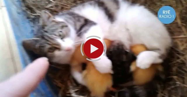 Amazing Footage Of A Cat Breastfeeding Ducklings!!