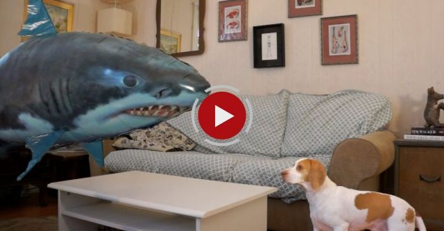 Dog Vs. Shark: Cute Dog Maymo