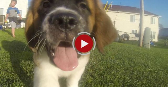Cute Saint Bernard Puppy Chasing A GoPro!