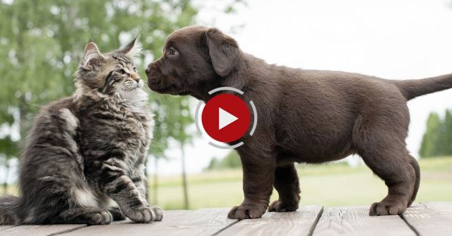 Cats Meeting Puppies For The First Time Compilation 