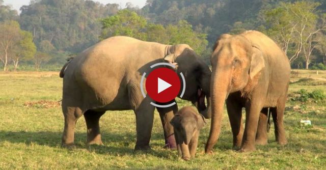 Baby Elephant Navann's Outing