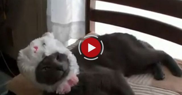 I Am A Cat, Wait!!! Now, I Am A Bunny!!