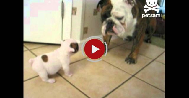 Baby Bulldog Scares Away Big Mama