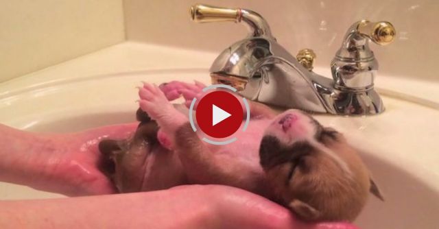 Cute Puppy Shower: Rescued Pup Enjoys Bath Time