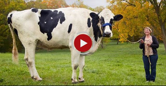 Meet Blosom The Tallest Cow Ever - Guinness World Records