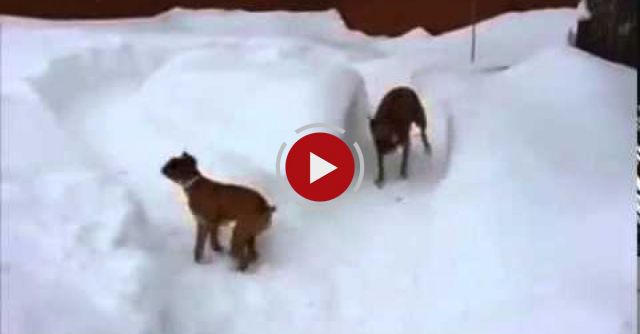 Dog Tricks Puppy Not Once, But Twice!