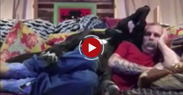 Adorable Great Dane Refuses To Let Owner Relax On The Couch