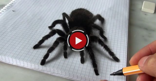 3D Spider Drawing/AMAZING Realistic Illusion!