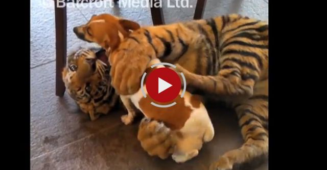 Tiger And Dog Are Best Friends!