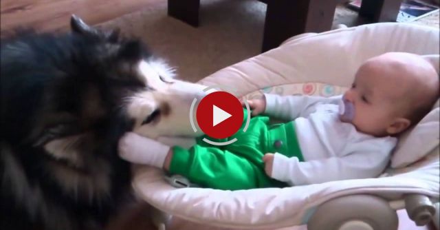 Alaskan Malamute Watches Over 4-month-old Baby