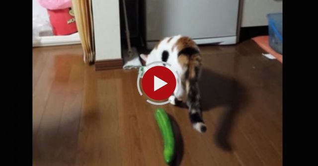 Cat Vs. Cucumber