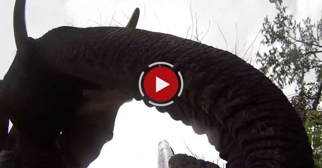 Elephant Picks Up GoPro