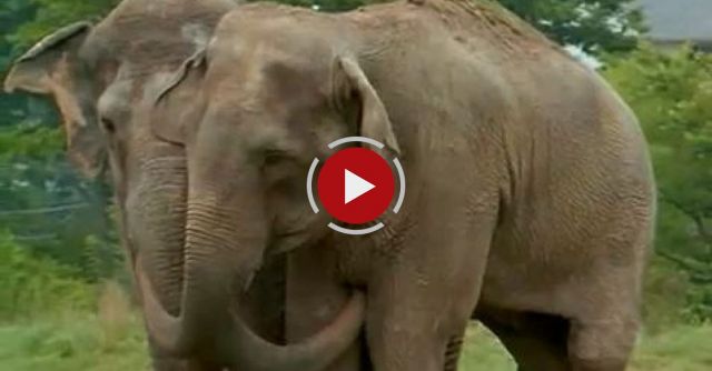 Shirley And Jenny: Two Elephants Reunited After More Than 20 Years