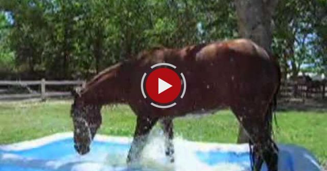 Horse Splashes Around In A Kiddie Pool