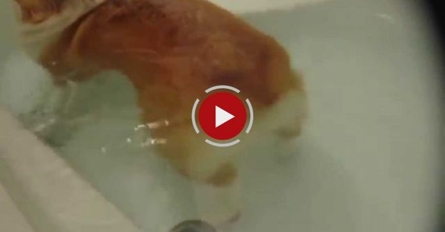 Corgi's Butt Floats In Water