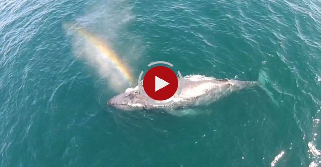 Whale Blows A Rainbow 