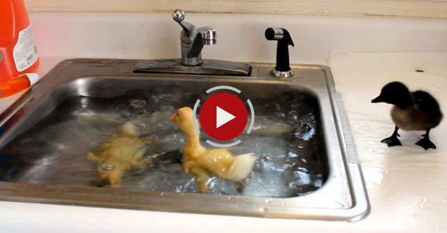 Baby Ducks Diving In The Sink 