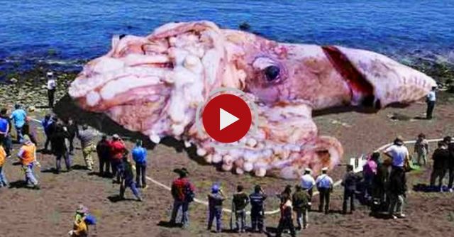 Abnormally Large Animals That Are Actually Real