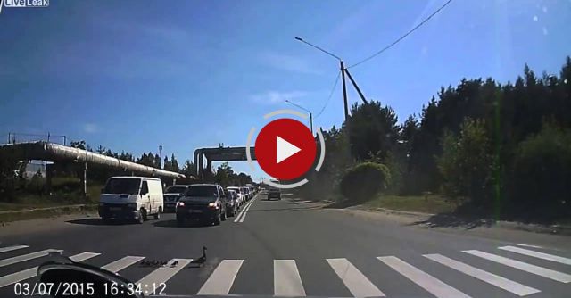 Duck With Ducklings Crossing At Pedestrian Crossing