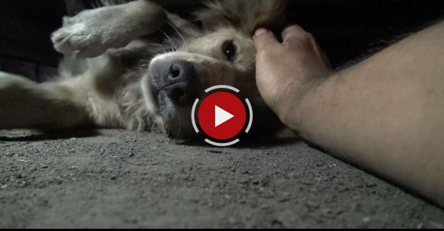 Golden Retriever Rescued By Hope For Paws