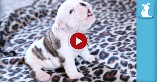 Wrinkly Bulldog Puppy Howls! SO DARN CUTE! 