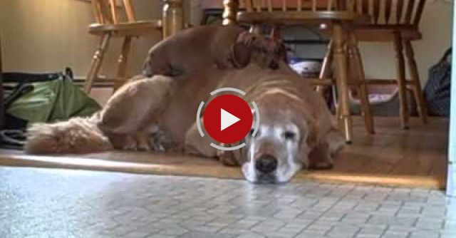 Dachshunds & Golden Retrievers Unconditional Love